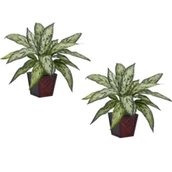 Nearly Natural Silver Queen Artificial Plant (Set Of 2) 7 Nearly Natural Silver Queen Artificial Plant (Set Of 2) -Artificial Plant Store GUEST b182eb8b 28f9 4930 ba61 5c18bd44553b