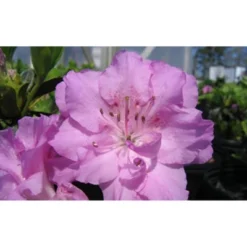 2.5qt Elsie Lee Azalea Plant With Purple Blooms - National Plant Network: Perennial Shrub, Partial Shade, Live Garden Addition -Artificial Plant Store GUEST b24c7fc1 600e 44f5 b4ec b8d9db4a67eb