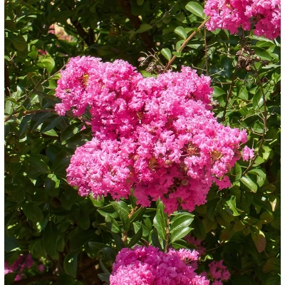 National Plant Network Pocomoke Dwarf Crepe Myrtle - 3gal 10 National Plant Network Pocomoke Dwarf Crepe Myrtle - 3gal - Image 8