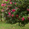 National Plant Network Live Outdoor Shi Shi Camellia Sasanqua Plant - 1ct 2.5qt 2 National Plant Network Live Outdoor Shi Shi Camellia Sasanqua Plant - 1ct 2.5qt -Artificial Plant Store GUEST b5dcec34 be16 47b0 b5ba b92706d3a22e