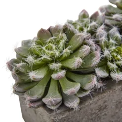 Nearly Natural Succulent Garden With Textured Concrete Planter -Artificial Plant Store GUEST b6071a60 4e39 42fb 9106 8929d7c57a62