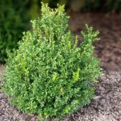 National Plant Network Outdoor Live Wintergreen Boxwood Plant - 1ct 1gal 15 National Plant Network Outdoor Live Wintergreen Boxwood Plant - 1ct 1gal -Artificial Plant Store GUEST b6a0060e 9f7c 4270 8a78 6da23db1b401