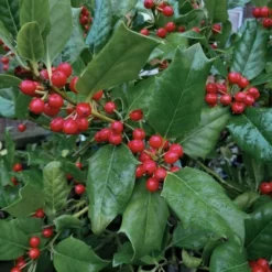 National Plant Network Live Outdoor Nellie R. Stevens Holly Plant - 1ct 3gal 18 National Plant Network Live Outdoor Nellie R. Stevens Holly Plant - 1ct 3gal -Artificial Plant Store GUEST b6bfcf6a a2c0 4534 9e39 c33aa7551f08