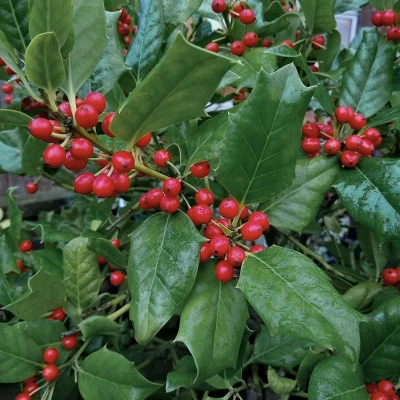 National Plant Network Live Outdoor Nellie R. Stevens Holly Plant - 1ct 3gal 10 National Plant Network Live Outdoor Nellie R. Stevens Holly Plant - 1ct 3gal - Image 8