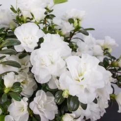 National Plant Network Live Outdoor Hardy Gardenia Azalea Plant - 1ct 3gal 15 National Plant Network Live Outdoor Hardy Gardenia Azalea Plant - 1ct 3gal -Artificial Plant Store GUEST b6f6ebdd 0a7e 4358 bd41 959ff8f5d50e