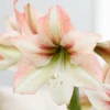 Van Zyverden Amaryllis Multicolored Flower Bulb With Flower Burst Metal Cachepot 1 Van Zyverden Amaryllis Multicolored Flower Bulb With Flower Burst Metal Cachepot -Artificial Plant Store GUEST b707e558 67b5 4084 91ef 0cedb196d650