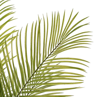 Vickerman Green Areca Palm Plant. 3 Vickerman Green Areca Palm Plant.