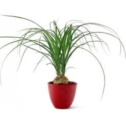 National Plant Network Live Indoor 6" Ponytail Palm Plant 23 National Plant Network Live Indoor 6" Ponytail Palm Plant -Artificial Plant Store GUEST b9154a46 a849 4155 99fc 248f6e0a9a39