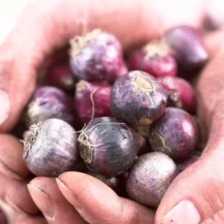 25ct Spanish Blue Bells Mixed Colors Bulbs - Van Zyverden 7 25ct Spanish Blue Bells Mixed Colors Bulbs - Van Zyverden -Artificial Plant Store GUEST b9fd91b9 f910 4766 8db7 79ae5dbb3b37