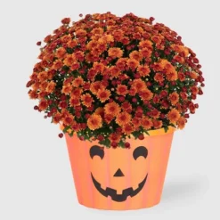 Halloween 12" Mumkin Live Plant - Good Little Garden™ 13 Halloween 12" Mumkin Live Plant - Good Little Garden™ -Artificial Plant Store GUEST ba71cef4 b0f9 476f a748 55cd95651534