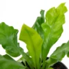 2pc Nidus Bird's Nest Fern - National Plant Network -Artificial Plant Store GUEST bac404e2 58a7 4ada 99c2 926e0f8c6aea