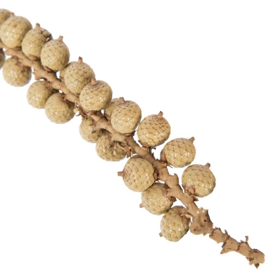 Vickerman Natural Botanicals Canella Cobs Natural 2.2 Lb Bag This Is A Dried, Preserved Natural Product. 5 Vickerman Natural Botanicals Canella Cobs Natural 2.2 Lb Bag This Is A Dried, Preserved Natural Product. - Image 3