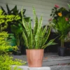 2Gal Snake Plant 'Laurentii' Sansaveria Plant In 10" Grower's Pot - National Plant Network -Artificial Plant Store GUEST bcbc5fd7 e791 47b1 a0b8 cefcff97ff04