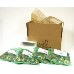 Van Zyverden 100ct Bulbs Muscari Grape Hyacinths 11 Van Zyverden 100ct Bulbs Muscari Grape Hyacinths -Artificial Plant Store GUEST bcfcde34 c604 4152 92db 1238ab0203eb