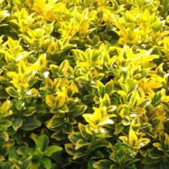 National Plant Network Outdoor Live Golden Euonymus Plant - 1ct 2.25gal 14 National Plant Network Outdoor Live Golden Euonymus Plant - 1ct 2.25gal -Artificial Plant Store GUEST bd4d5276 4cdb 48c3 9411 67dc99a2b10d