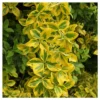 Euonymus 'Golden' 1pc In 2.5 Quart Container - National Plant Network - U.S.D.A. Hardiness Zones 6 - 9