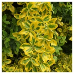 Euonymus 'Golden' 1pc In 2.5 Quart Container - National Plant Network - U.S.D.A. Hardiness Zones 6 - 9