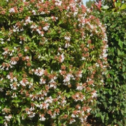 Abelia 'Rose Creek' 1pc U.S.D.A. Hardiness Zones 6-9 National Plant Network 2.25gal 5 Abelia 'Rose Creek' 1pc U.S.D.A. Hardiness Zones 6-9 National Plant Network 2.25gal -Artificial Plant Store GUEST bda46c49 f9e7 45bd ac47 ec8cad7ad828