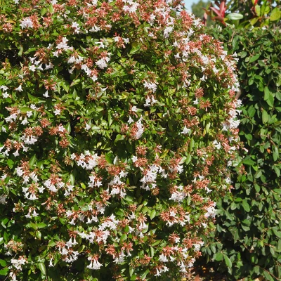 Abelia 'Rose Creek' 1pc U.S.D.A. Hardiness Zones 6-9 National Plant Network 2.25gal 4 Abelia 'Rose Creek' 1pc U.S.D.A. Hardiness Zones 6-9 National Plant Network 2.25gal - Image 2