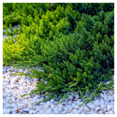 Juniper 'Blue Pacific' 1pc - National Plant Network U.S.D.A Hardiness Zone 5-9 - 2.5 Quart: Groundcover Shrub, Full Sun Required 4 Juniper 'Blue Pacific' 1pc - National Plant Network U.S.D.A Hardiness Zone 5-9 - 2.5 Quart: Groundcover Shrub, Full Sun Required - Image 2
