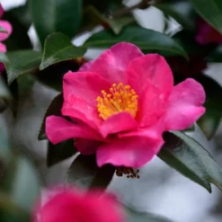 National Plant Network Live Outdoor Shi Shi Camellia Sasanqua Plant - 1ct 2.5qt -Artificial Plant Store GUEST be95dfae 6ac9 4b9a ab85 e3958b38116d