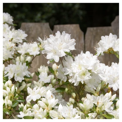 Azalea Delaware Valley White' 1pc - National Plant Network - U.S.D.A. Hardiness Zones 5 - 8 4 Azalea Delaware Valley White' 1pc - National Plant Network - U.S.D.A. Hardiness Zones 5 - 8 - Image 2