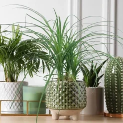 National Plant Network Live Indoor 6" Ponytail Palm Plant 17 National Plant Network Live Indoor 6" Ponytail Palm Plant -Artificial Plant Store GUEST bfbe7daa 0b8b 4b09 800a c87f7d20e147