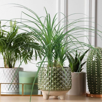 National Plant Network Live Indoor 6" Ponytail Palm Plant 7 National Plant Network Live Indoor 6" Ponytail Palm Plant - Image 5