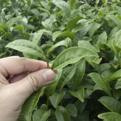 National Plant Network Live Indoor/Outdoor Brew-Tea-Ful Plant - 1ct 2.5qt 11 National Plant Network Live Indoor/Outdoor Brew-Tea-Ful Plant - 1ct 2.5qt -Artificial Plant Store GUEST c0568ed5 37da 464f 8f2b 1d21ca360413