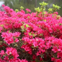 2.25gal Hinode Giri Azalea Plant With Pink Blooms - National Plant Network 6 2.25gal Hinode Giri Azalea Plant With Pink Blooms - National Plant Network -Artificial Plant Store GUEST c05c1604 b3df 407b b11c 8a06416ec52a 1