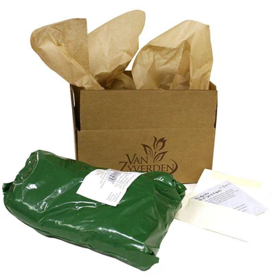 Van Zyverden Set Of 3 Roots Bearded Iris Firebreather 4 Van Zyverden Set Of 3 Roots Bearded Iris Firebreather - Image 2