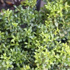 National Plant Network Live Outdoor Soft Touch Holly Plant - 1ct 1gal 15 National Plant Network Live Outdoor Soft Touch Holly Plant - 1ct 1gal -Artificial Plant Store GUEST c16006cb ddff 42bf b4ab aea33e4bb875