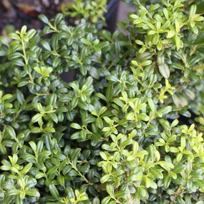 National Plant Network Live Outdoor Soft Touch Holly Plant - 1ct 1gal 8 National Plant Network Live Outdoor Soft Touch Holly Plant - 1ct 1gal - Image 6