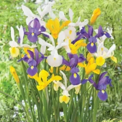 Van Zyverden 75ct Bulbs Dutch Iris Mixed 9 Van Zyverden 75ct Bulbs Dutch Iris Mixed -Artificial Plant Store GUEST c1d04ecb 5a8c 44f5 98c1 d0455b73a80b