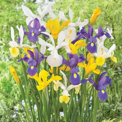 Van Zyverden 75ct Bulbs Dutch Iris Mixed 6 Van Zyverden 75ct Bulbs Dutch Iris Mixed - Image 4