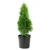 Arborvitae 'Emerald Green' 1pc - National Plant Network U.S.D.A Hardiness Zone 4-9 - 2.25 Gallon -Artificial Plant Store GUEST c1eea6c5 cb2c 42d9 af77 0e06719bae01