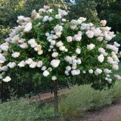 National Plant Network Live Outdoor Phantom Tree Hydrangea Plant -1ct 2gal -Artificial Plant Store GUEST c2070bf3 7eb2 4eb8 b9ba e5cad91dbfc1