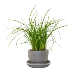 Ponytail Palm In 3" Planter - National Plant Network 13 Ponytail Palm In 3" Planter - National Plant Network -Artificial Plant Store GUEST c2548e38 c08d 4660 98db 0f1160c55c8f