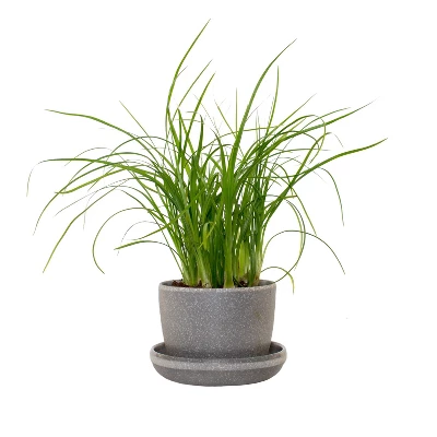 Ponytail Palm In 3" Planter - National Plant Network 7 Ponytail Palm In 3" Planter - National Plant Network - Image 5
