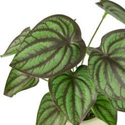 Northlight 10.25" Artificial Peperomia Plant In Two-Tone Ceramic Pot 11 Northlight 10.25" Artificial Peperomia Plant In Two-Tone Ceramic Pot -Artificial Plant Store GUEST c2672db8 86e5 4fc6 9ac4 75c6abe68940