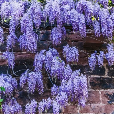 National Plant Network Live Outdoor Wisteria Plant - 1ct 1gal 4 National Plant Network Live Outdoor Wisteria Plant - 1ct 1gal - Image 2