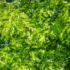 2.25gal Pin Oak Tree - National Plant Network 8 2.25gal Pin Oak Tree - National Plant Network -Artificial Plant Store GUEST c3c1b299 a0ab 4cc6 936d 05eea24707ff