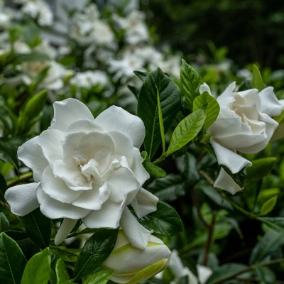 National Plant Network Live Outdoor Frostproof Gardenia Plant - 1ct 1gal 4 National Plant Network Live Outdoor Frostproof Gardenia Plant - 1ct 1gal - Image 2