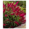 Royal Red Buddleia - National Plant Network -Artificial Plant Store GUEST c601f8e3 9ac3 4f14 8fc5 cc1f3e27af80