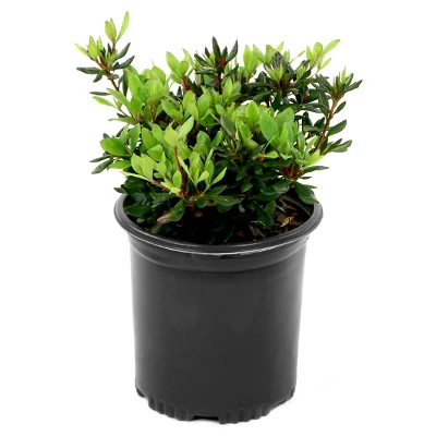 Azalea 'Rene Michelle' 1pc - National Plant Network - U.S.D.A. Hardiness Zones 5 - 8 3 Azalea 'Rene Michelle' 1pc - National Plant Network - U.S.D.A. Hardiness Zones 5 - 8