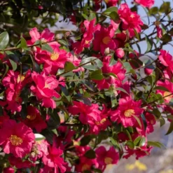 National Plant Network Live Outdoor Shi Shi Camellia Sasanqua Plant - 1ct 2.5qt -Artificial Plant Store GUEST c6abaa1c 385c 45cd a47b 6386732a8427