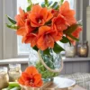 Van Zyverden Amaryllis Naranja Flower Bulb -Artificial Plant Store GUEST c73cfbb6 73fd 4178 b8c4 310ea6e0f86a