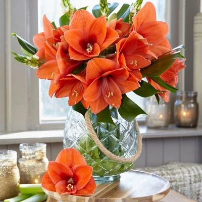 Van Zyverden Amaryllis Naranja Flower Bulb 3 Van Zyverden Amaryllis Naranja Flower Bulb