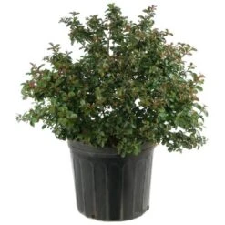 National Plant Network Pocomoke Dwarf Crepe Myrtle - 3gal 21 National Plant Network Pocomoke Dwarf Crepe Myrtle - 3gal -Artificial Plant Store GUEST c74506cb 4d1d 4455 a2d1 dd4d4baa6938