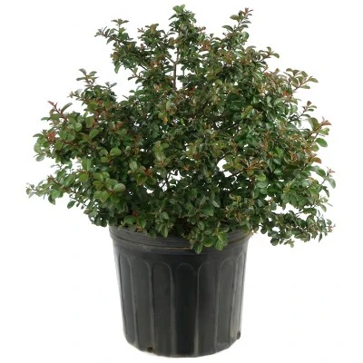National Plant Network Pocomoke Dwarf Crepe Myrtle - 3gal 12 National Plant Network Pocomoke Dwarf Crepe Myrtle - 3gal - Image 10